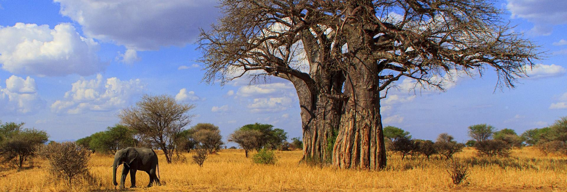 African-Oasis African Oasis baobab tree